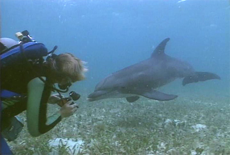 Dolphins, Home to the Sea, the first documentary film by Vision Earth Society